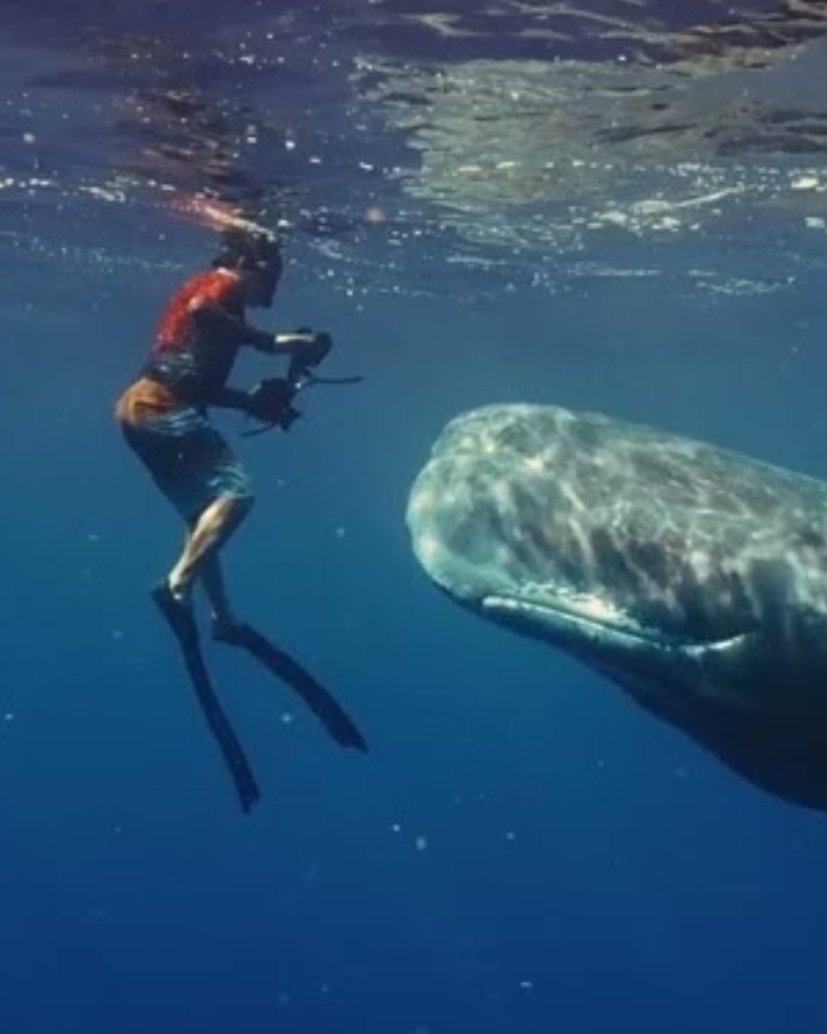 Patrick Dykstra freediving with a sperm whale