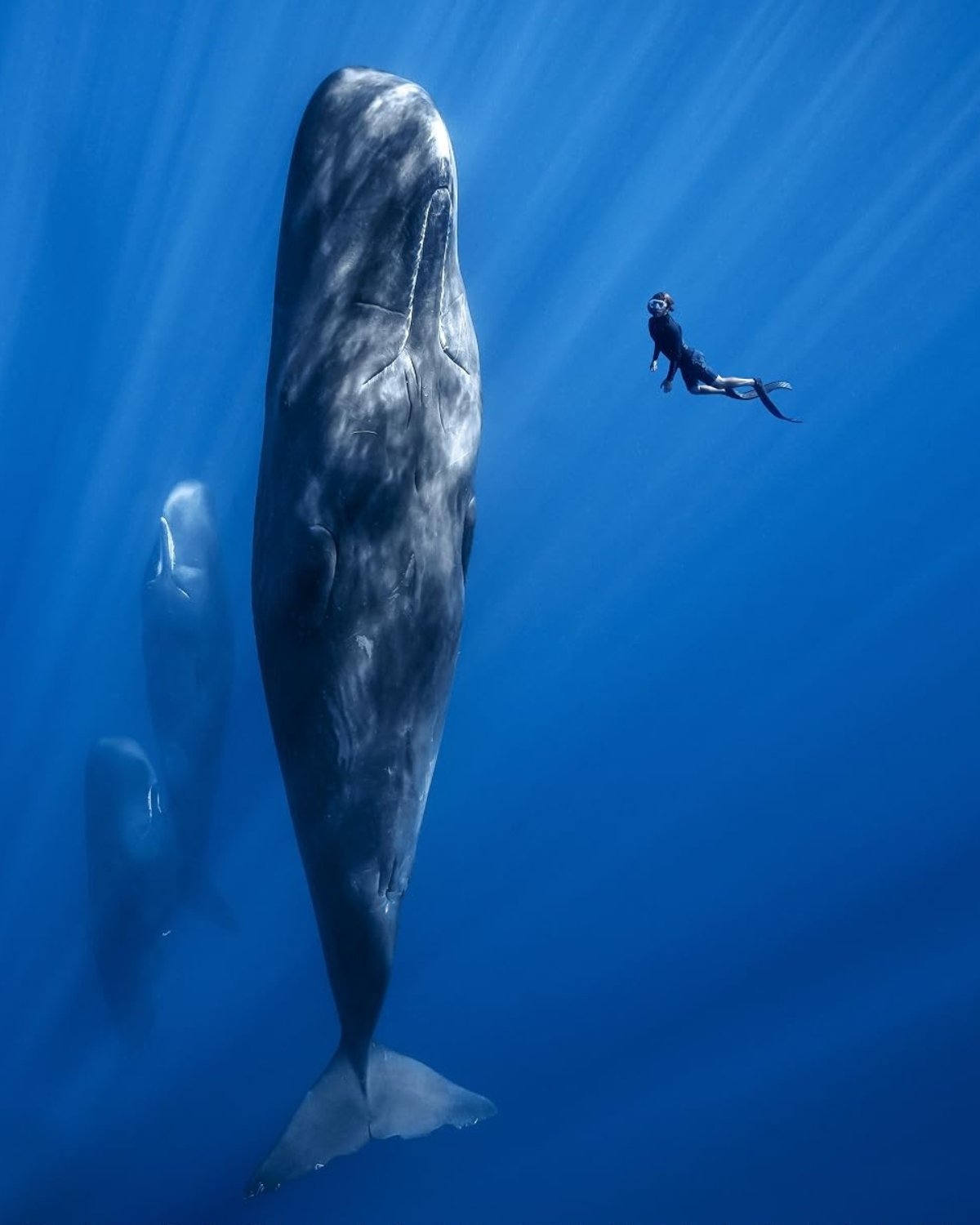 A sperm whale rising vertically in deep blue water with a small freediver beside it